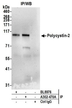 Polycystin-2 Rabbit anti-Human, Mouse, Polyclonal, Bethyl Laboratories