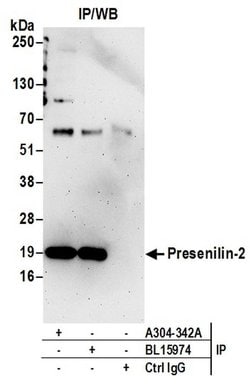 Presenilin-2 Rabbit anti-Human, Polyclonal, Bethyl Laboratories 100 &mu;L;