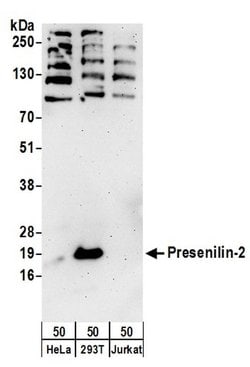 Presenilin-2 Rabbit anti-Human, Polyclonal, Bethyl Laboratories 100 &mu;L;
