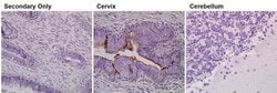 Prom1 Monoclonal Antibody (2F8C5), Invitrogen 100 &mu;g; Unconjugated:Antibodies,