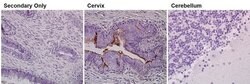 Prom1 Monoclonal Antibody (2F8C5), Invitrogen 100 &mu;g; Unconjugated:Antibodies,