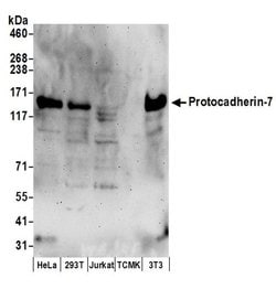 Protocadherin-7 Rabbit anti-Human, Mouse, Polyclonal, Bethyl Laboratories