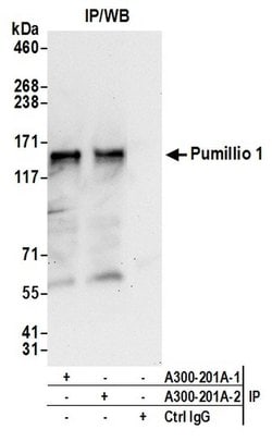 Pumilio 1 Goat anti-Human, Mouse, Polyclonal, Bethyl Laboratories 100 &mu;L;