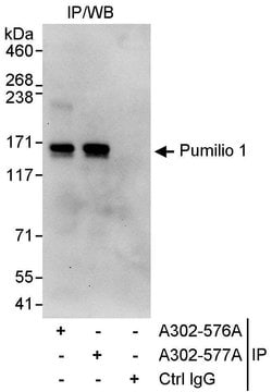 Pumilio 1 Rabbit anti-Human, Polyclonal, Bethyl Laboratories 100 &mu;l;