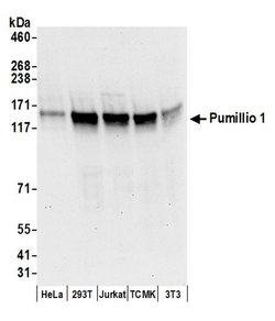 Pumilio 1 Goat anti-Human, Mouse, Polyclonal, Bethyl Laboratories 100 &mu;L;