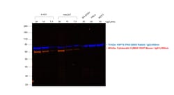 Invitrogen F(ab')2-Goat anti-Mouse IgG (H+L) Secondary Antibody, Qdot 585