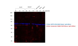 Invitrogen F(ab')2-Goat anti-Mouse IgG (H+L) Secondary Antibody, Qdot 525