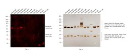 Invitrogen F(ab')2-Goat anti-Mouse IgG (H+L) Secondary Antibody, Qdot 525
