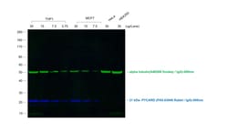 Invitrogen F(ab')2-Goat anti-Rabbit IgG (H+L) Secondary Antibody, Qdot