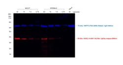 Invitrogen™ F(ab')2-Goat anti-Rat IgG (H+L) Secondary Antibody, Qdot™ 605