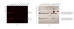Invitrogen F(ab')2-Goat anti-Rat IgG (H+L) Secondary Antibody, Qdot 605