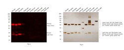 Invitrogen F(ab')2-Goat anti-Rat IgG (H+L) Secondary Antibody, Qdot 655