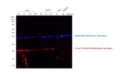 Invitrogen F(ab')2-Goat anti-Rabbit IgG (H+L) Secondary Antibody, Qdot