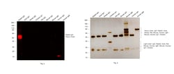Invitrogen F(ab')2-Goat anti-Rabbit IgG (H+L) Secondary Antibody, Qdot