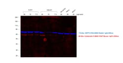 Invitrogen&trade;&nbsp;Donkey anti-Mouse IgG (H+L) Secondary Antibody, Qdot&trade; 525