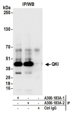 QKI Rabbit anti-Human, Mouse, Polyclonal, Bethyl Laboratories 100 &mu;L;