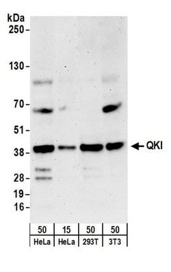 QKI Rabbit anti-Human, Mouse, Polyclonal, Bethyl Laboratories 100 &mu;L;