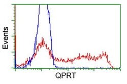 QPRT Monoclonal Antibody (OTI4E5), TrueMAB , OriGene 30 &mu;L; Unconjugated:Antibodies,
