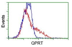 QPRT Monoclonal Antibody (OTI4E6), TrueMAB , OriGene 30 &mu;L; Unconjugated:Antibodies,