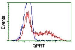 QPRT Mouse anti-Human, Clone: OTI1C10, liquid, TrueMAB 100 &mu;L; Unconjugated:Antibodies,