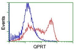 QPRT Mouse anti-Human, Clone: OTI2H4, lyophilized, TrueMAB 100 &mu;g; Unconjugated:Antibodies,