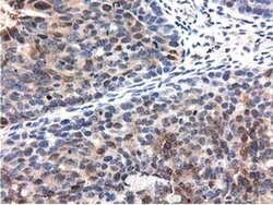 QPRT Mouse anti-Human, Clone: OTI1C10, liquid, TrueMAB 100 &mu;L; Unconjugated:Antibodies,