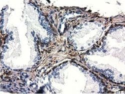 QPRT Mouse anti-Human, Clone: OTI1C10, liquid, TrueMAB 100 &mu;L; Unconjugated:Antibodies,