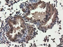 QPRT Mouse anti-Human, Clone: OTI1C10, liquid, TrueMAB 100 &mu;L; Unconjugated:Antibodies,