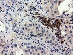QPRT Mouse anti-Human, Clone: OTI1C10, liquid, TrueMAB 100 &mu;L; Unconjugated:Antibodies,