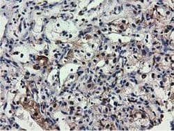 QPRT Mouse anti-Human, Clone: OTI1C10, liquid, TrueMAB 100 &mu;L; Unconjugated:Antibodies,