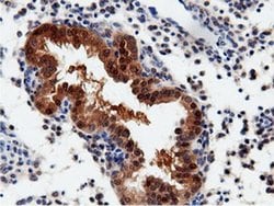 QPRT Mouse anti-Human, Clone: OTI7A8, liquid, TrueMAB 100 &mu;L; Unconjugated:Antibodies,