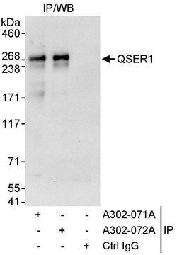 QSER1 Rabbit anti-Human, Polyclonal, Bethyl Laboratories 10 &mu;L; Unconjugated:Antibodies,