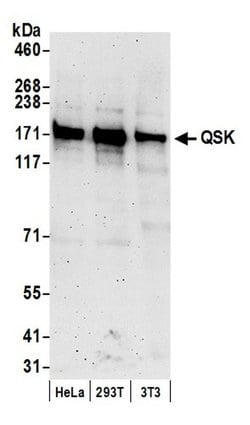 QSK Polyclonal Antibody, Bethyl Laboratories 20 &mu;L; Unconjugated:Antibodies,