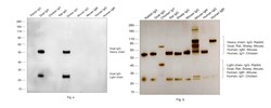 Invitrogen Rabbit anti-Goat IgG (H+L) Cross-Adsorbed Secondary Antibody,