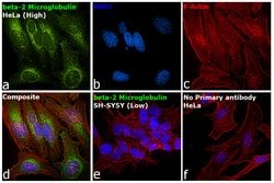 Invitrogen beta-2 Microglobulin Polyclonal Antibody 50 &mu;g; Unconjugated:Antibodies,