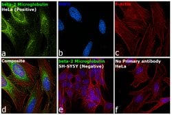Invitrogen beta-2 Microglobulin Polyclonal Antibody 50 &mu;g; Unconjugated:Antibodies,