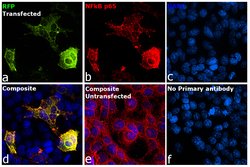 TagRFP Polyclonal Antibody, Invitrogen 100 &mu;g | Buy Online | Invitrogen | Fisher Scientific