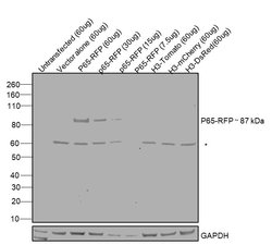 TagRFP Polyclonal Antibody, Invitrogen 100 &mu;g | Buy Online | Invitrogen | Fisher Scientific