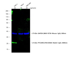 Invitrogen Goat anti-Rabbit IgG (H+L) Cross-Adsorbed ReadyProbes Secondary