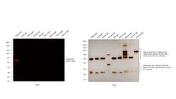Invitrogen&trade;&nbsp;Goat anti-Rabbit IgG (H+L) Cross-Adsorbed ReadyProbes&trade; Secondary Antibody, Alexa Fluor&trade; 594