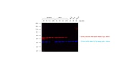 Invitrogen&trade;&nbsp;Goat anti-Rabbit IgG (H+L) Cross-Adsorbed ReadyProbes&trade; Secondary Antibody, Alexa Fluor&trade; 594