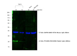 Invitrogen&trade;&nbsp;Donkey anti-Rabbit IgG (H+L) ReadyProbes&trade; Secondary Antibody, Alexa Fluor&trade; 488