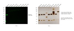 Invitrogen&trade;&nbsp;Donkey anti-Rabbit IgG (H+L) ReadyProbes&trade; Secondary Antibody, Alexa Fluor&trade; 488