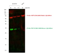 Invitrogen Goat anti-Mouse IgG (H+L) Cross-Adsorbed ReadyProbes Secondary