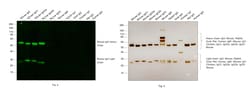 Invitrogen Goat anti-Mouse IgG (H+L) Cross-Adsorbed ReadyProbes Secondary