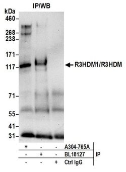 R3HDM1/R3HDM Rabbit anti-Human, Mouse, Polyclonal, Bethyl Laboratories