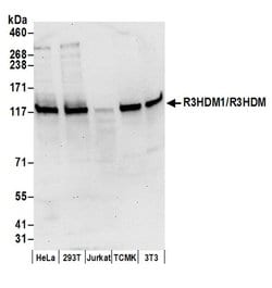 R3HDM1/R3HDM Rabbit anti-Human, Mouse, Polyclonal, Bethyl Laboratories
