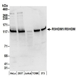 R3HDM1/R3HDM Polyclonal Antibody, Bethyl Laboratories:Antibodies:Primary
