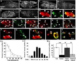 NPY Y2 Receptor Rabbit anti-Mouse, Rat, Polyclonal, Neuromics 50 &mu;L;