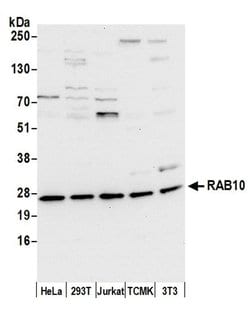 RAB10 Rabbit anti-Human, Mouse, Polyclonal, Bethyl Laboratories 100 &mu;L;